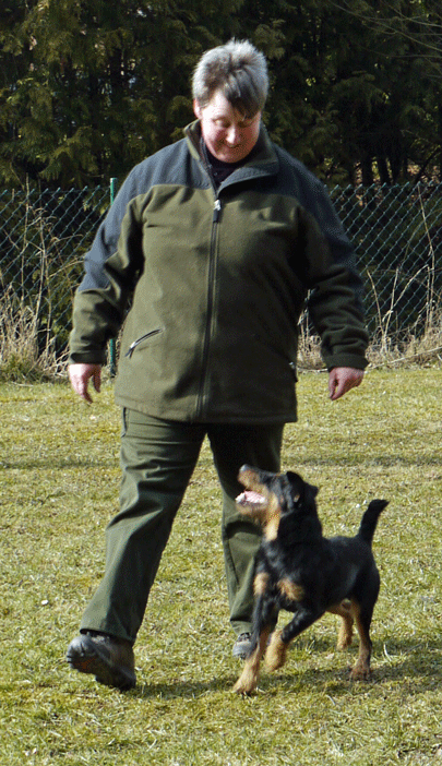 Deutscher Jagdterrier Pikus Fußgehen synchron