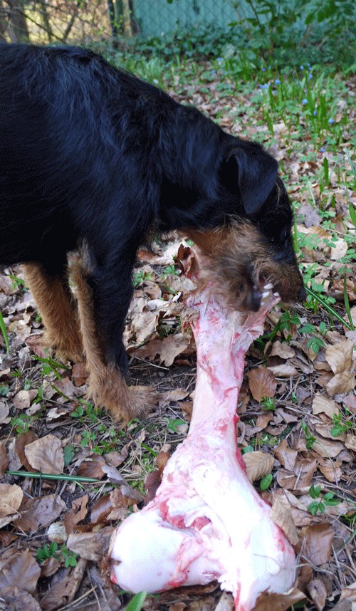 Pikus grKnochen 1