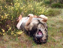 lobo waelzend ginsterheide