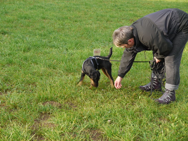 Deutscher Jagdterrier Pikus und Andrea am "Anschuss" Foto: Evelin Kühne